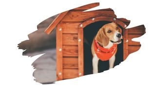 is new pressure treated wood safe for dogs 