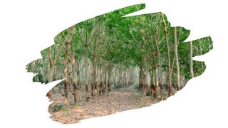 rubber wood vs pine wood