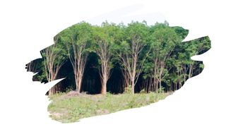 rubber wood vs teak wood