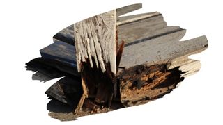 will polyurethane kill bugs in wood