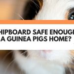 Is Chipboard Safe Enough For A Guinea Pigs Home?