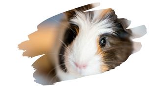 is chipboard safe for guinea pigs 