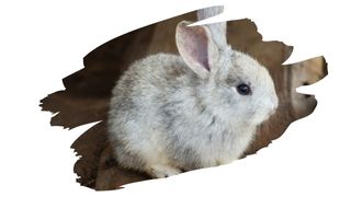 is chipboard safe for rabbits